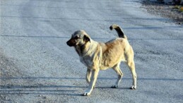 Tasmasız köpek dehşet saçtı! Kadına saldırdı!