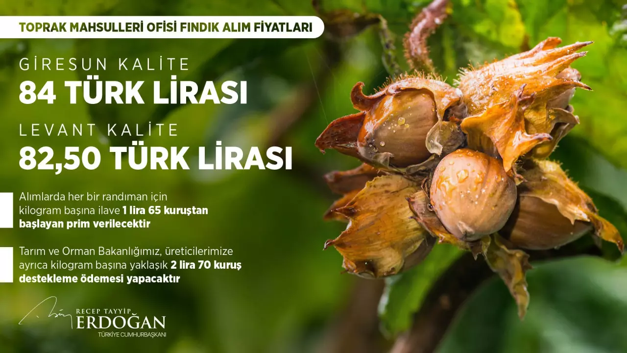 Cumhurbaşkanı Erdoğan fındık alım fiyatını açıkladı 3 c08jj 1691425860 3749