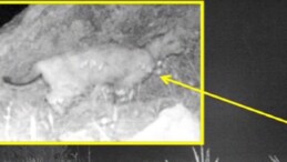 Anadolu’nun Kayıp Efsanesi Geri Mi Dönüyor? İşte Fotokapanın Yakaladığı Görüntü!