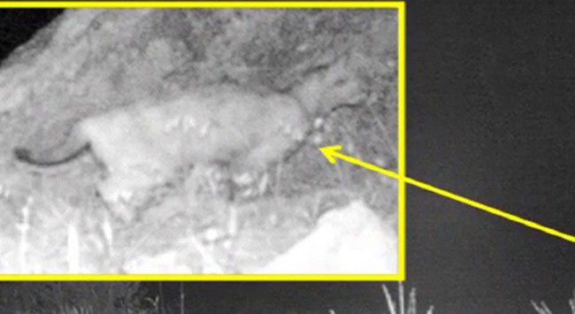 Anadolu’nun Kayıp Efsanesi Geri Mi Dönüyor? İşte Fotokapanın Yakaladığı Görüntü!