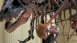 İspanya’da Tarihi Dinozor Keşfi: Avrupa’nın En Büyük İskeletlerinden Biri