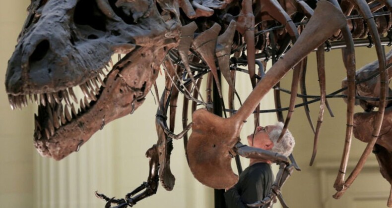 İspanya’da Tarihi Dinozor Keşfi: Avrupa’nın En Büyük İskeletlerinden Biri