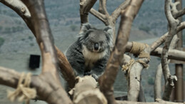 Turkish Cargo, Koala Yani’yi Yeni Yuvasına Kavuşturdu