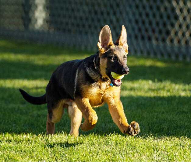 ABD Başkanı Biden'ın Köpeği Gizli Servis Görevlisini Isırdı 4 abd baskani bidenin kopegi gizli servis gorevlisini isirdi 3 2CaI7UuV