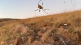 Kırşehir’de Dünyanın En Zehirli Örümceklerinden ‘Argiope Lobata’ Görüldü!