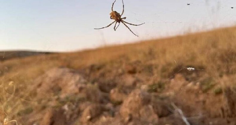 Kırşehir’de Dünyanın En Zehirli Örümceklerinden ‘Argiope Lobata’ Görüldü!