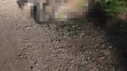 Hatay’da Kayıp Kadın Cinayete Kurban Gitti!