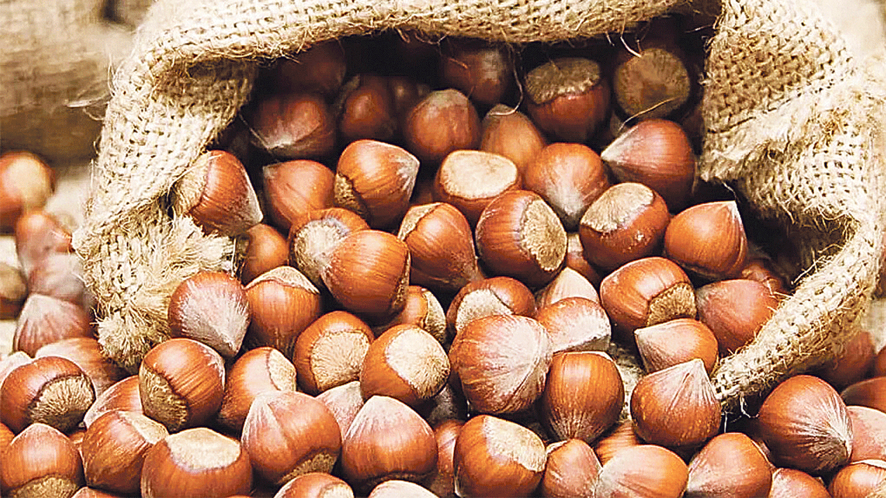 Giresun'da Fındık Fiyatı 107 Lira! 1 findik w