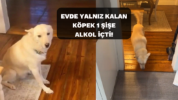 Köpek Alkol İçip Sarhoş Oldu: Jack’in Sersemleyen Anları Viral Oldu!