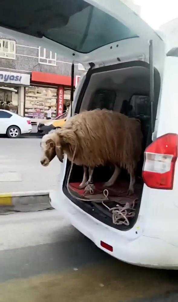 Şırnak'ta Şaşırtan Görüntü: Bagajda Koyun Taşıyan Araç Sosyal Medyada Gündem Oldu 1 sirnakta akilalmaz olay koyunu bagaj acik sekilde tasidilar 1 79v8Gzaw