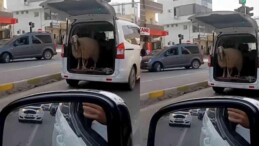 Şırnak’ta Şaşırtan Görüntü: Bagajda Koyun Taşıyan Araç Sosyal Medyada Gündem Oldu
