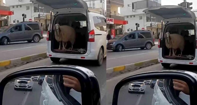 Şırnak’ta Şaşırtan Görüntü: Bagajda Koyun Taşıyan Araç Sosyal Medyada Gündem Oldu