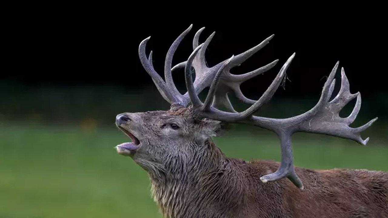 Bilim İnsanlarından Tehlike Alarmı! Zombi Geyik Hastalığı Yayılıyor! 1 bilim insanlarindan tehlike alarmi zombi geyik hastaligi yayiliyor 1 3d89ES1T