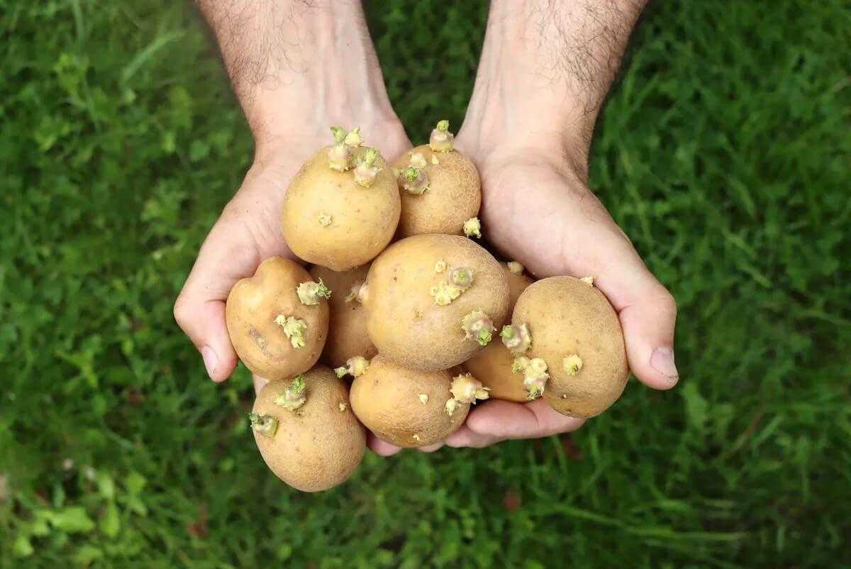 Efsane Çöktü! Patatesler Buzdolabında Saklanabilir Mi? 4 efsane coktu patatesler buzdolabinda saklanabilir mi 4 L9jQstbB