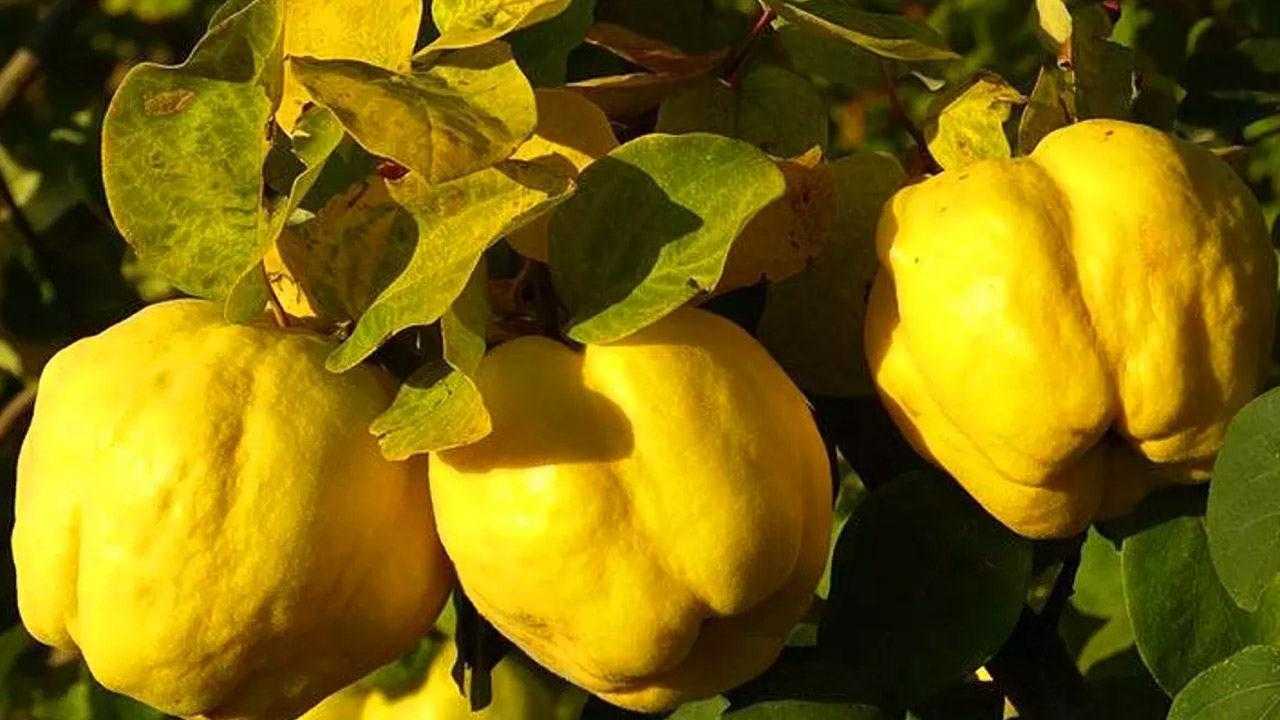 Ayvanın Faydaları Nelerdir? Sabah Aç Karnına Ayva Yemek… 1 ayvanin faydalari nelerdir sabah ac karnina ayva yemek 1 IU6f8FcG