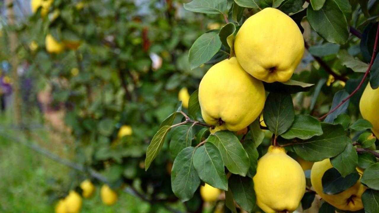 Ayvanın Faydaları Nelerdir? Sabah Aç Karnına Ayva Yemek… 4 ayvanin faydalari nelerdir sabah ac karnina ayva yemek 4 mHKmn6Mp