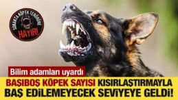 Bilim İnsanlarından Uyarı: Köpek Sayısı Kontrol Altına Alınamıyor