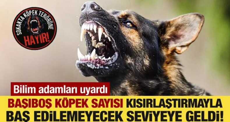 Bilim İnsanlarından Uyarı: Köpek Sayısı Kontrol Altına Alınamıyor