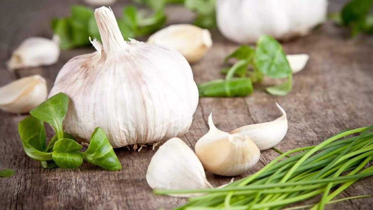 En Güçlü Bitkisel Antibiyotik Kaynakları: Enfeksiyon için Doğal Bitkisel Antibiyotikler! 3 en guclu bitkisel antibiyotik kaynaklari enfeksiyon icin dogal bitkisel antibiyotikler 3 e123YShq