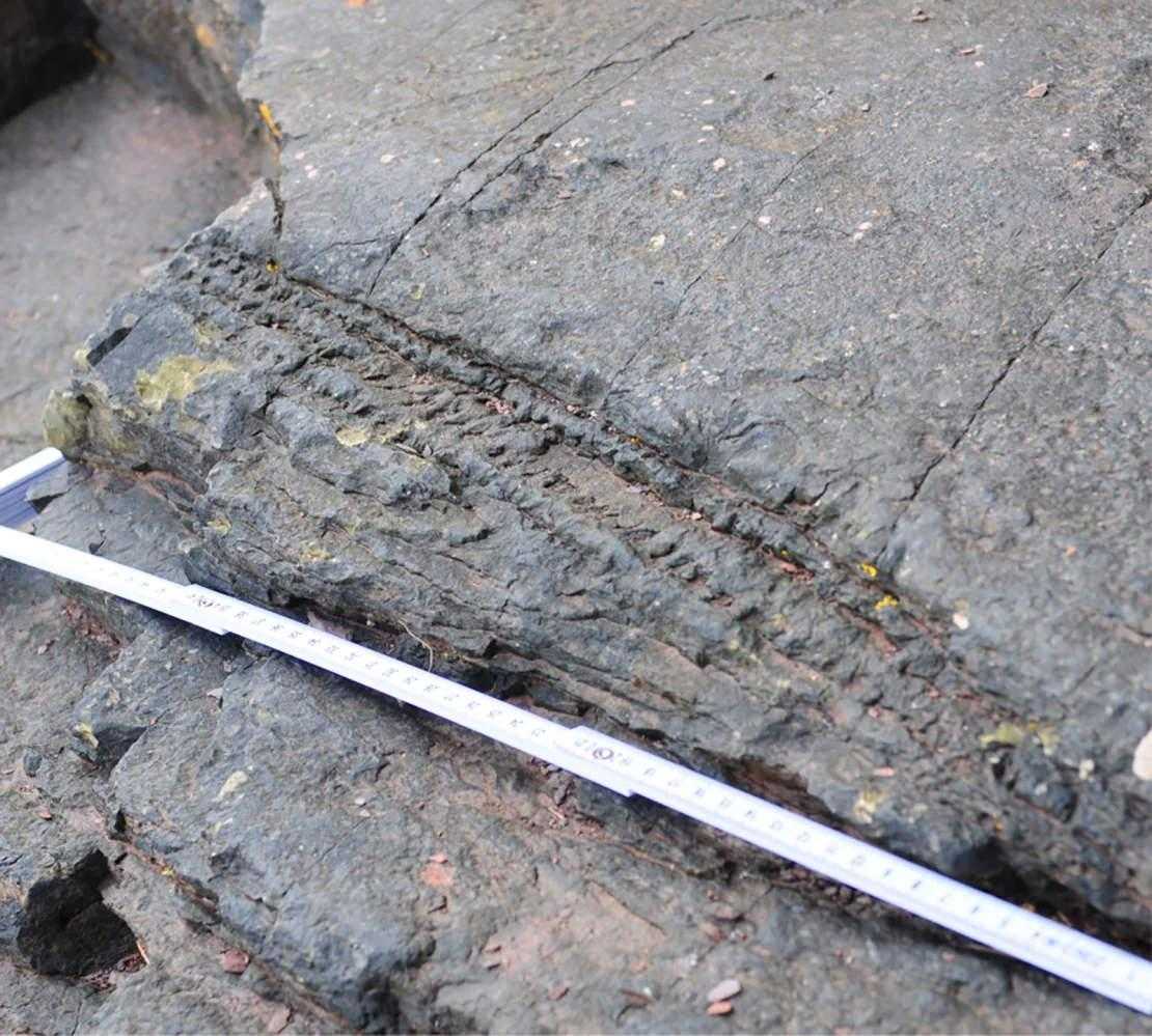 İngiltere'de 390 Milyon Yıllık Dünya'nın En Eski Ağaç Fosilleri Bulundu 3 ingilterede 390 milyon yillik dunyanin en eski agac fosilleri bulundu 3