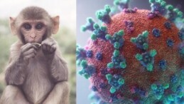 Hong Kong’da “Monkey B” Virüsü Alarmı