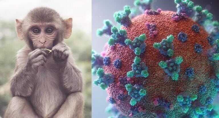 Hong Kong’da “Monkey B” Virüsü Alarmı