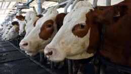 ABD’de Enfekte Olmuş İneğe Temas Eden Kişiye Kuş Gribi Bulaştı