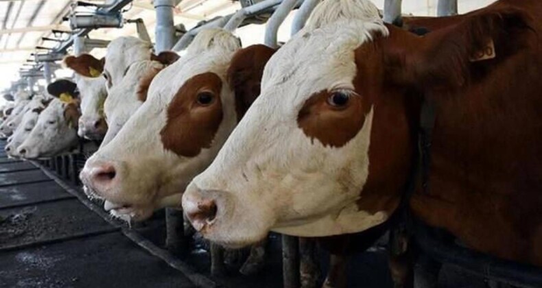 ABD’de Enfekte Olmuş İneğe Temas Eden Kişiye Kuş Gribi Bulaştı