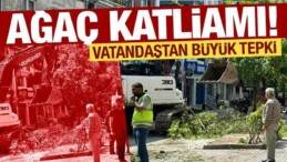 İstanbul’da Ağaç katliamı! Esnaf ve Vatandaş Tepki Gösterdi
