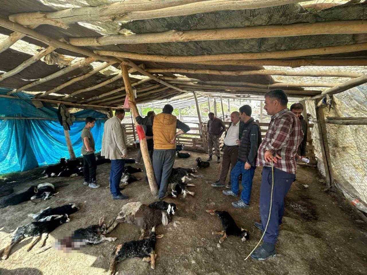 Yöntemi Şoke Etti: Hayvancılığa Büyük Darbe! 10 Günde Sayı 132'ye Yükseldi 1 yontemi soke etti hayvanciliga buyuk darbe 10 gunde sayi 132ye yukseldi 1 JLFWRYt4