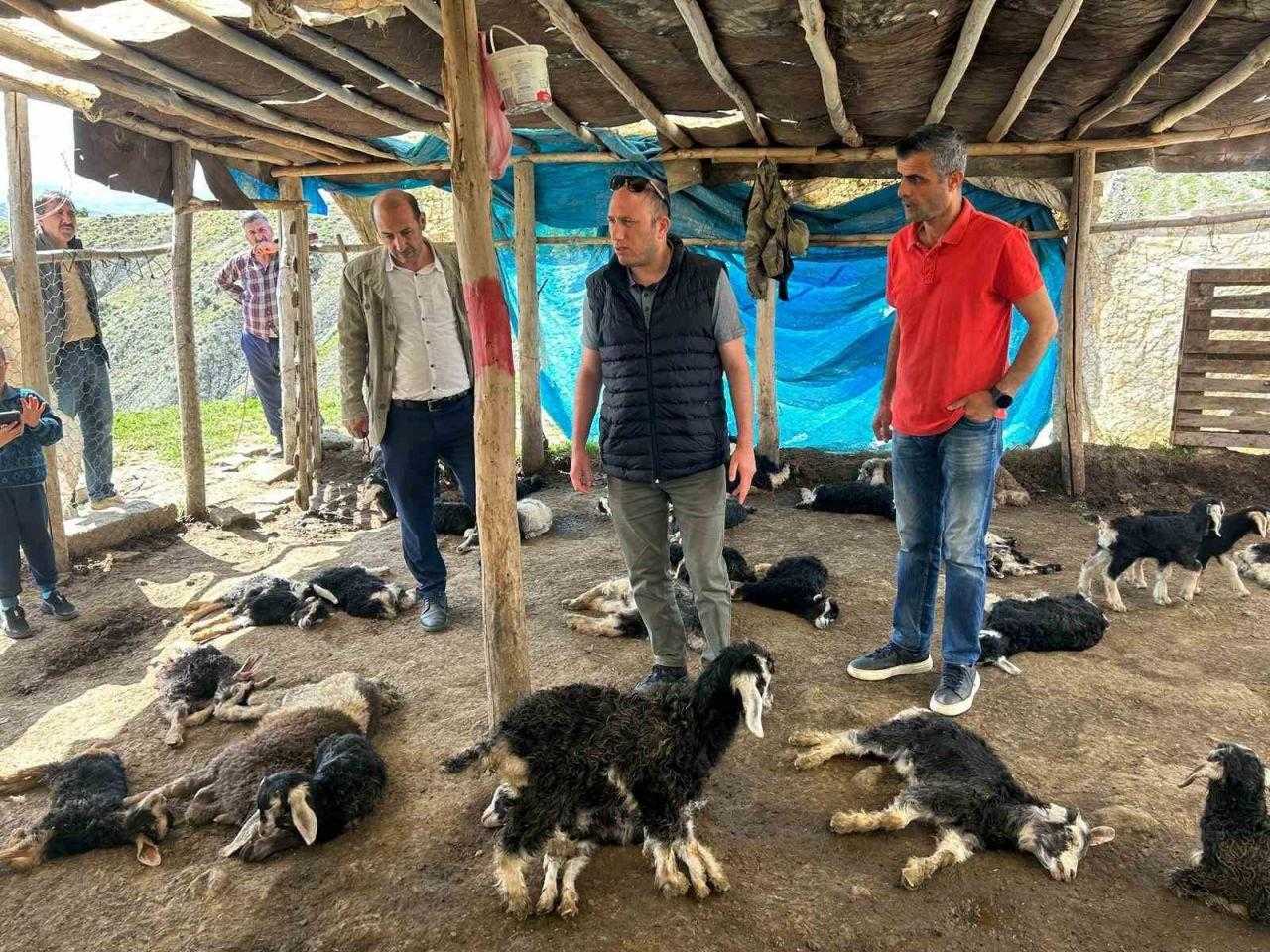 Yöntemi Şoke Etti: Hayvancılığa Büyük Darbe! 10 Günde Sayı 132'ye Yükseldi 2 yontemi soke etti hayvanciliga buyuk darbe 10 gunde sayi 132ye yukseldi 2 S8fbSmVh