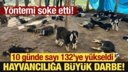 Yöntemi Şoke Etti: Hayvancılığa Büyük Darbe! 10 Günde Sayı 132’ye Yükseldi