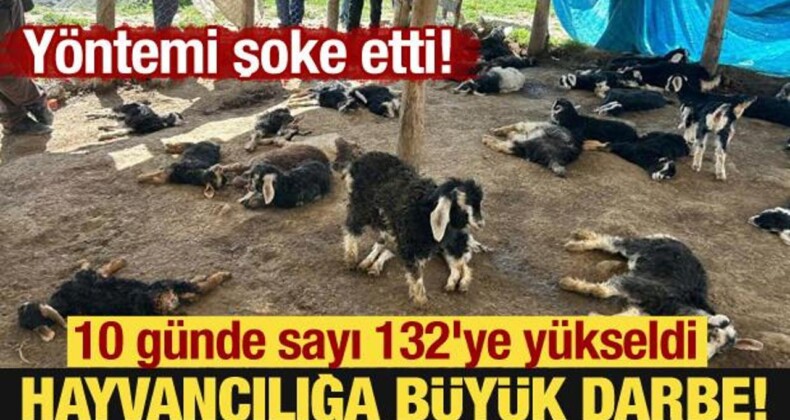 Yöntemi Şoke Etti: Hayvancılığa Büyük Darbe! 10 Günde Sayı 132’ye Yükseldi
