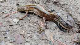 Ilgaz Dağı’nda “Anadolu Şeritli Semenderi” Görüntülendi
