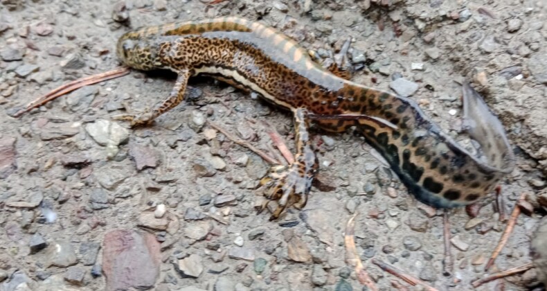 Ilgaz Dağı’nda “Anadolu Şeritli Semenderi” Görüntülendi