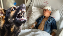 Mardin’de Köpek Saldırısı: 7 Yaşındaki Çocuk Ağır Yaralandı