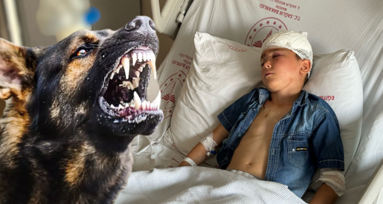 Mardin’de Köpek Saldırısı: 7 Yaşındaki Çocuk Ağır Yaralandı