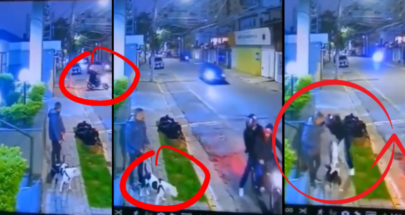 Kahraman Köpek, Sahibini Gasp Girişiminden Kurtardı