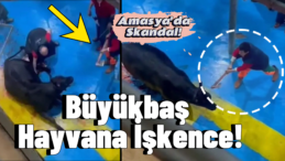 Amasya’da Hayvana İşkence Skandalı! İzleyenler Şokta: 5 Kişi Tutuklandı
