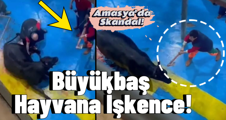 Amasya’da Hayvana İşkence Skandalı! İzleyenler Şokta: 5 Kişi Tutuklandı