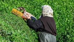 Bakanlık Yaş Çay Alım Fiyatlarını Açıkladı