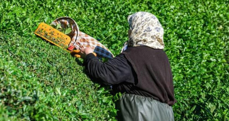 Bakanlık Yaş Çay Alım Fiyatlarını Açıkladı