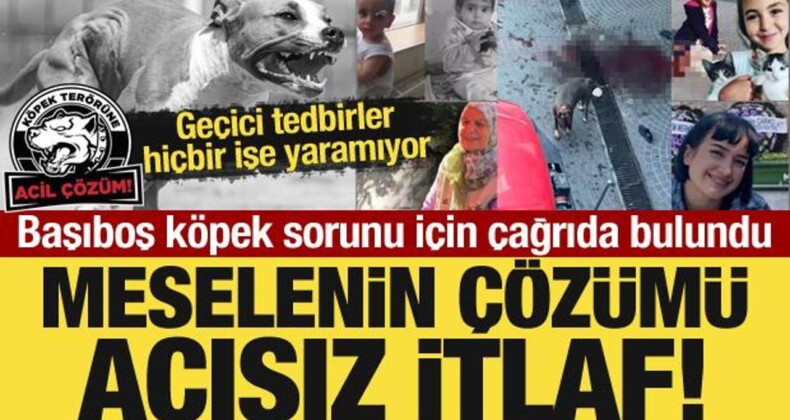 Başıboş Köpek Sorunu İçin Çağrıda Bulundu: Meselenin Çözümü Acısız İtlaf!