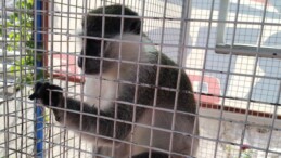 Köpeklerin Saldırısına Uğrayan Maymun Koruma Altına Alındı