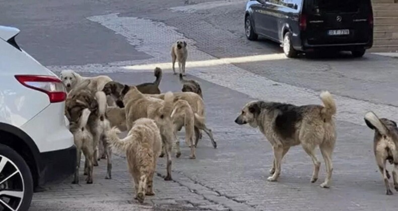 Köpekseverlerden Barınak Baskısı! Hukukçular Uyardı: Yetkililer Sorumlu Olur