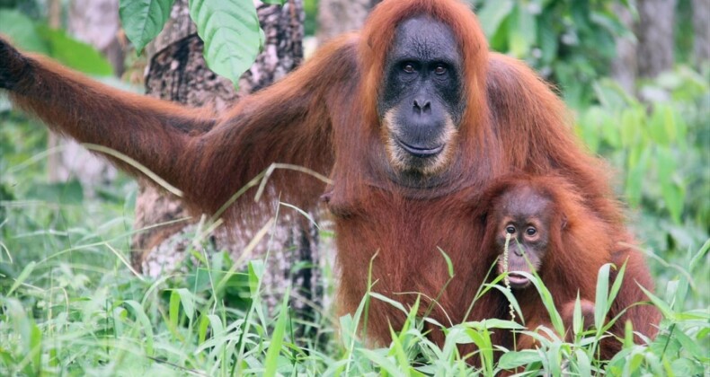 Orangutanların Tıbbi Bir Bitkiyi Doğrudan Yaraya Uyguladığını İlk Defa Gözlemledi