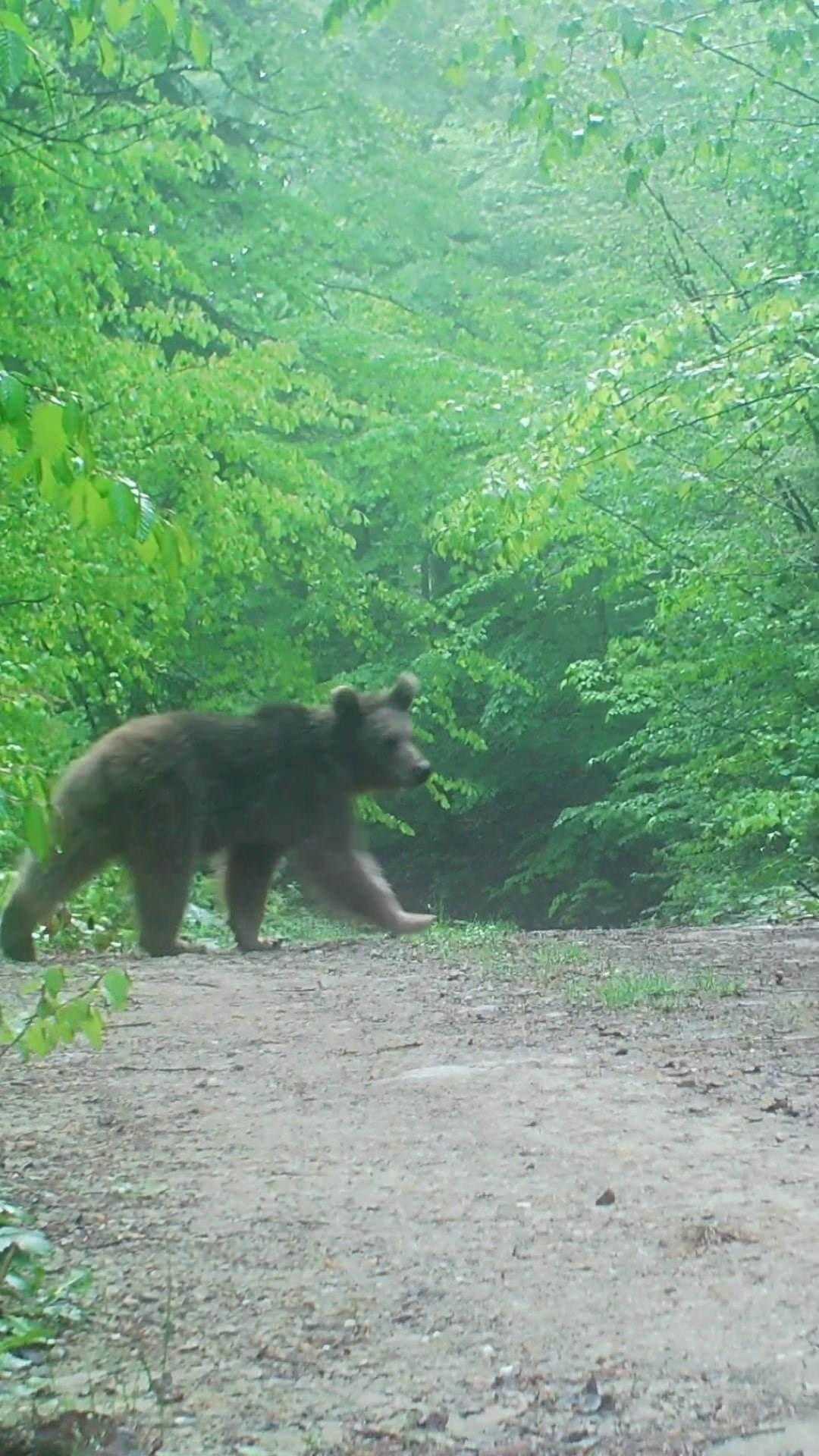 Sakarya’da Ormanda Gezinen Boz Ayı Fotokapana Yakalandı 2 sakaryada ormanda gezinen boz ayi fotokapana yakalandi 2 NLIvU3aU