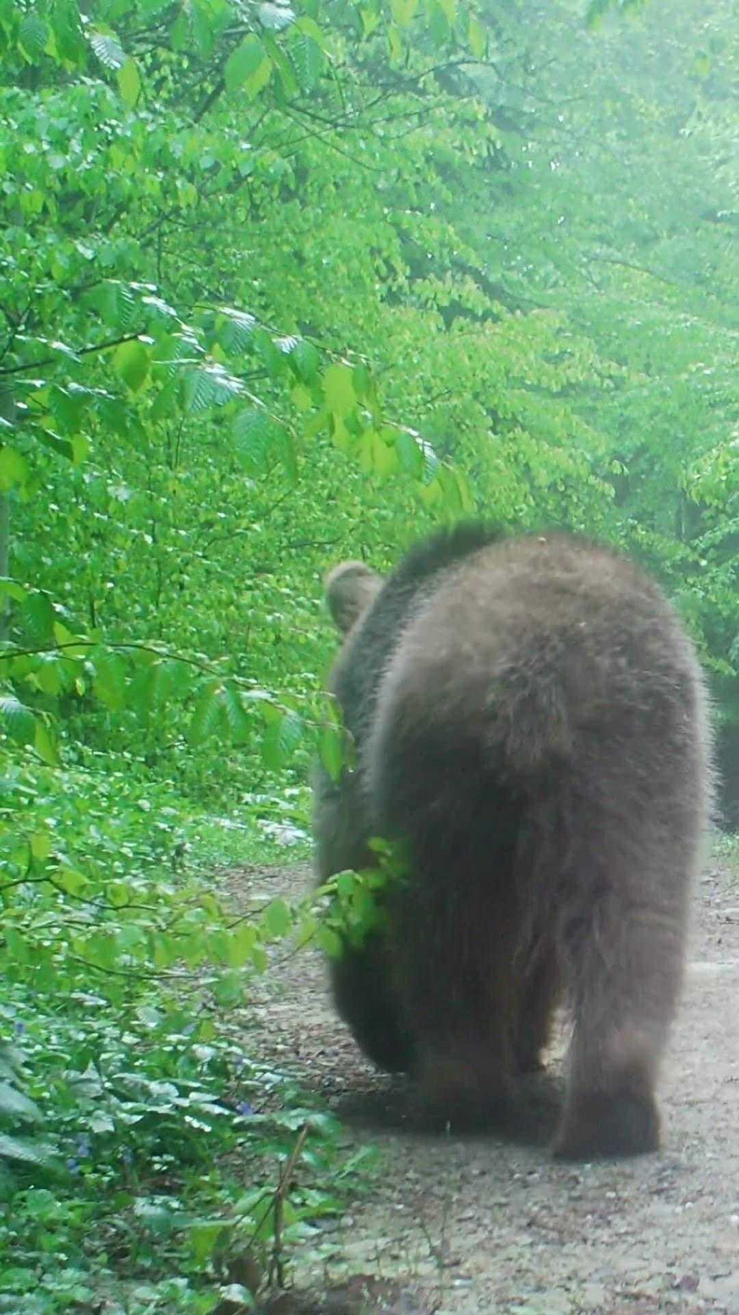 Sakarya’da Ormanda Gezinen Boz Ayı Fotokapana Yakalandı 3 sakaryada ormanda gezinen boz ayi fotokapana yakalandi 3 gT1eSiSS