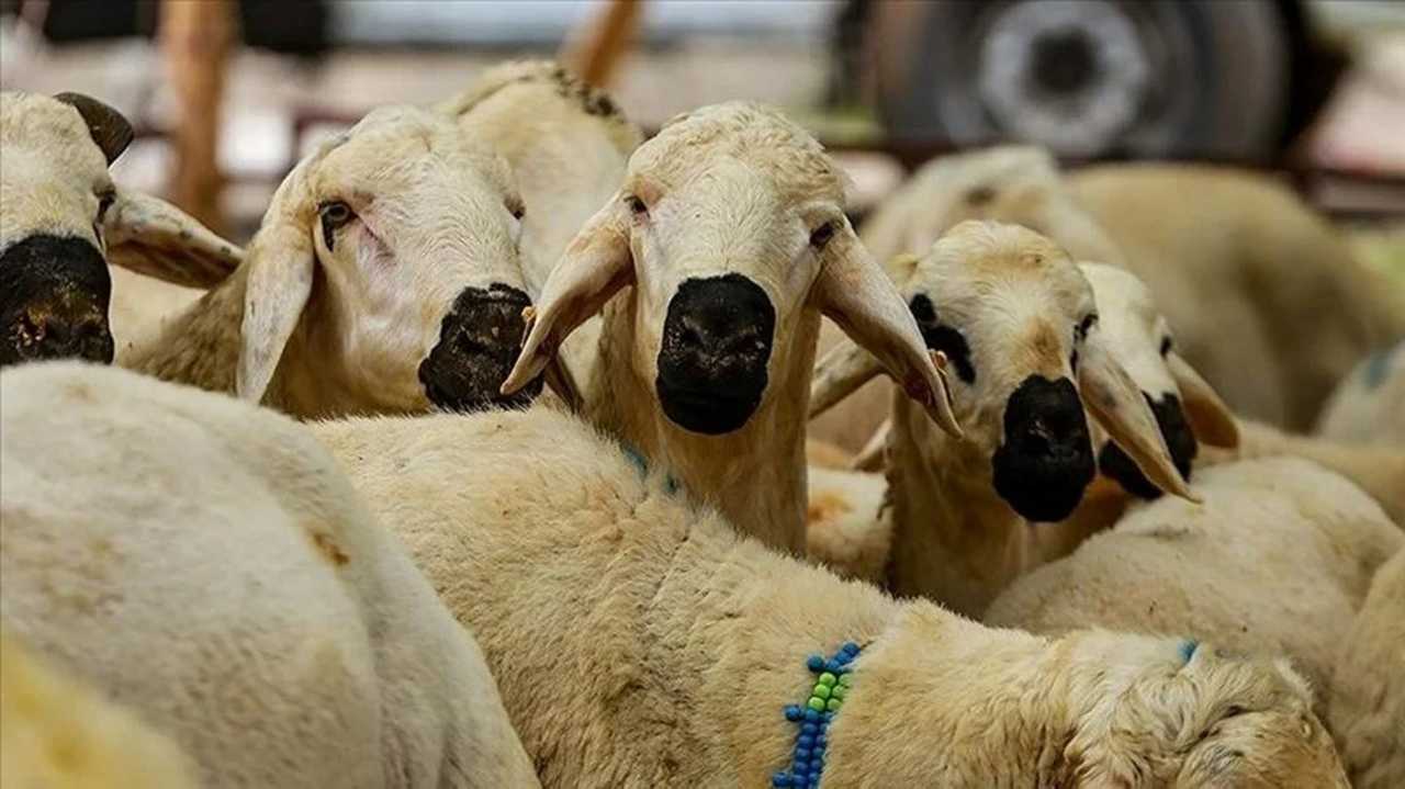 2024 Kurban Bayramı: Kaç Gün Tatil Olacak? 2 2024 Kurban Bayrami Kac Gun Tatil Olacak 3