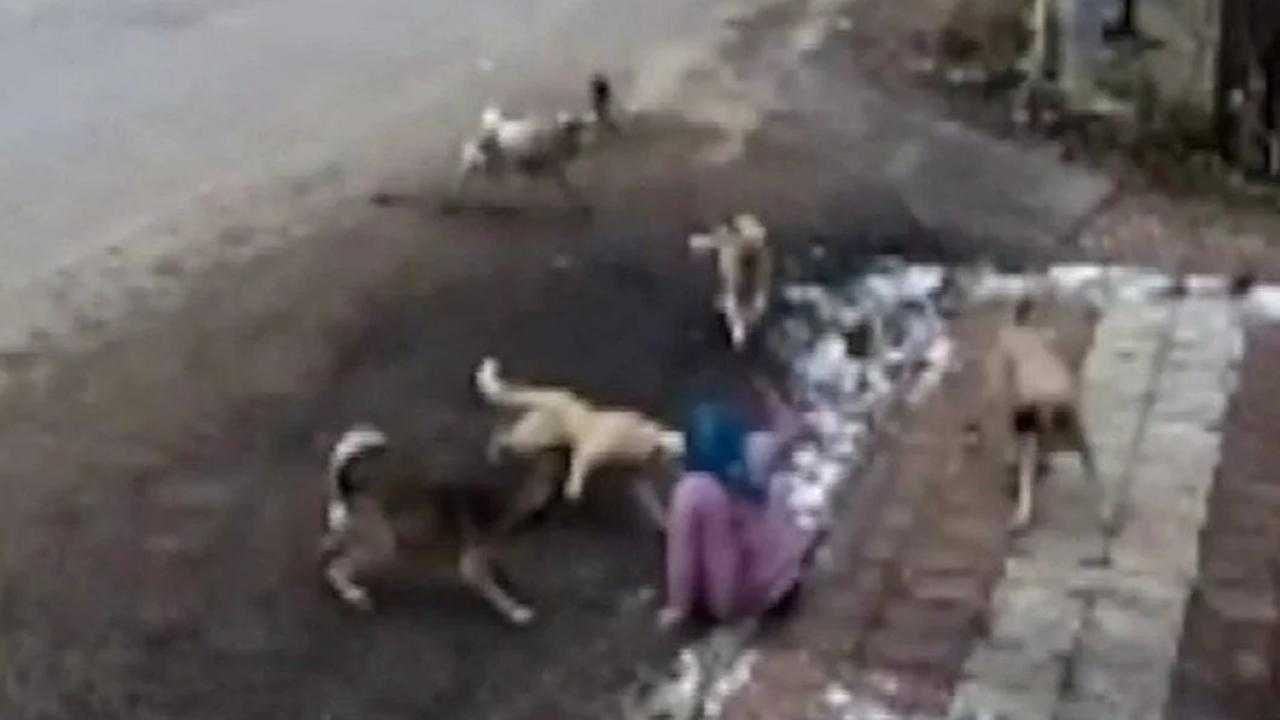 Köpek Dehşeti: 9 Köpeğin Saldırdığı Kadın Evinden Çıkamıyor! 1 9 kopegin saldirisina ugrayan kadin sokaga cikamaz oldu 0 swDjDiXD